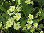 SX05222 Yellow Primrose (Primula vulgaris).jpg